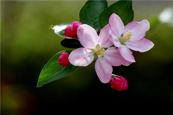 Malus sieboldii