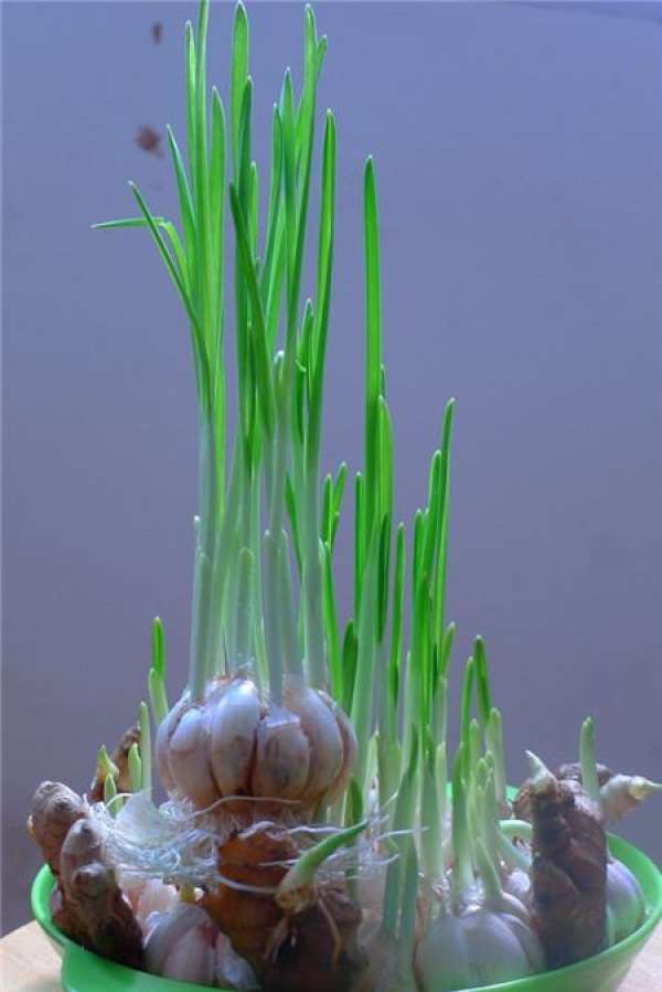 How to control daffodil bloom?