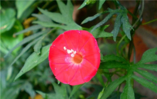 Quamoclit acerifolia