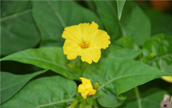 Introduction of Mirabilis jalapa L.