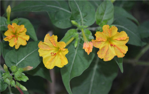 Introduction of Mirabilis jalapa L.