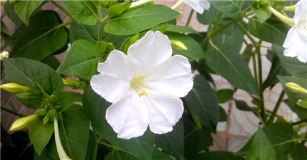 Introduction of Mirabilis jalapa L.