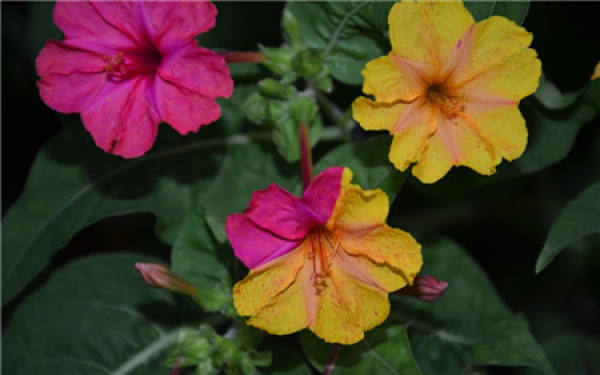 Introduction of Mirabilis jalapa L.