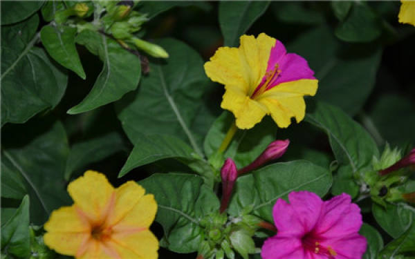 Introduction of Mirabilis jalapa L.