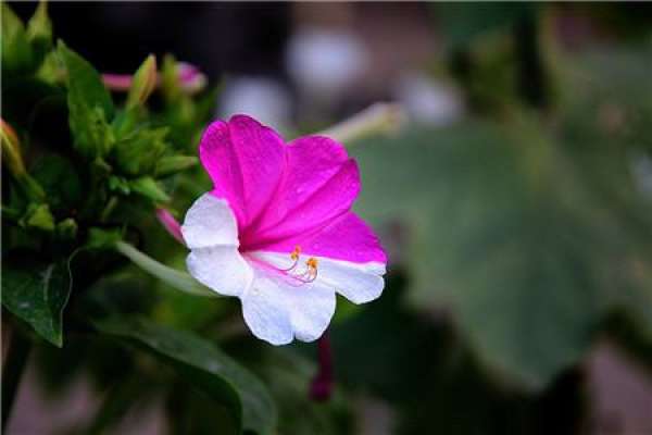 Purple and white Mirabilis jalapa