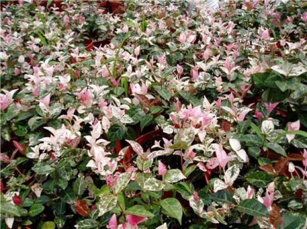 Growth Habit and Distribution of Trachelospermum jasminoides