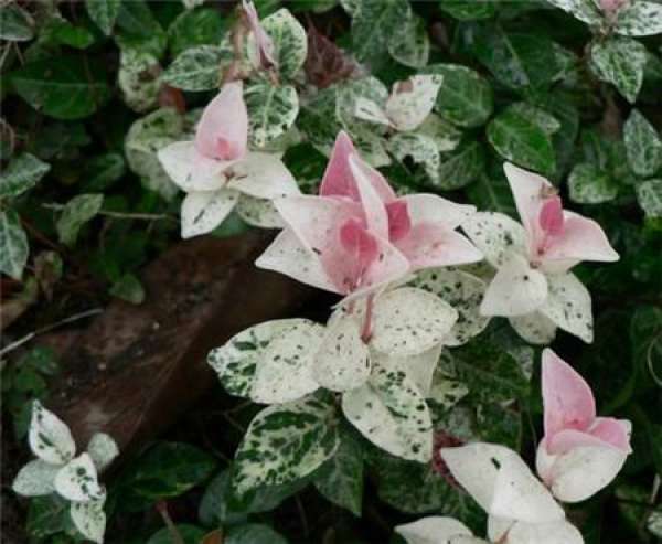 Growth Habit and Distribution of Trachelospermum jasminoides