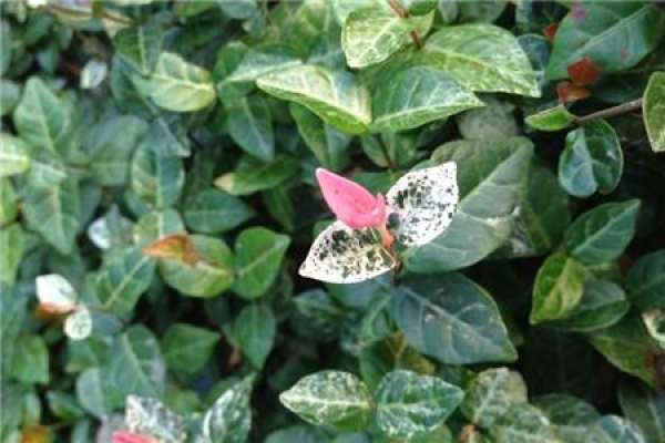 Tissue culture of Trachelospermum jasminoides