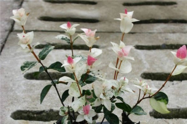 Hua Ye Luo Shi Hua Yu