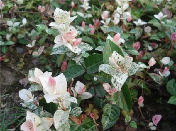 flower, leaf, stone, flower