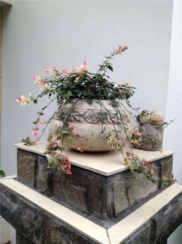 Trachelospermum jasminoides potted landscape