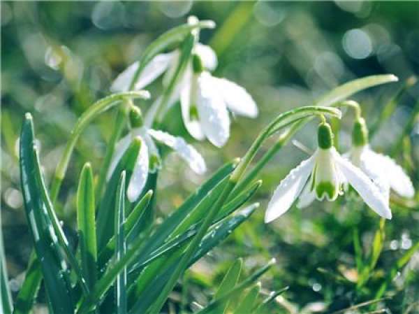 Matters needing attention in the cultivation of snow drop flower