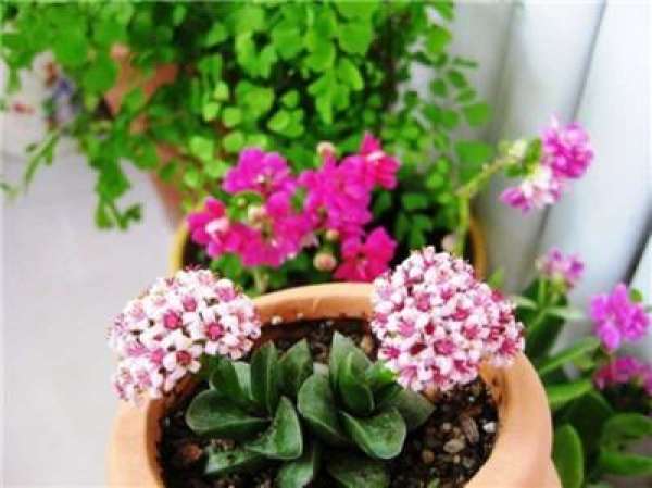 Why do the flowers you buy become smaller and smaller?