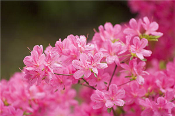 Why do the flowers you buy become smaller and smaller?