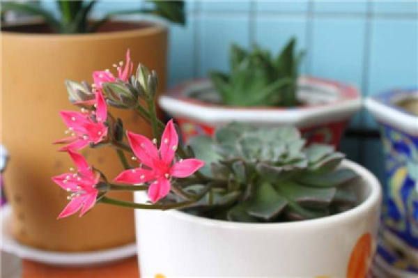 Why do the flowers you buy become smaller and smaller?