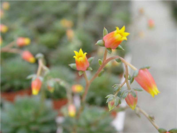 Why do the flowers you buy become smaller and smaller?