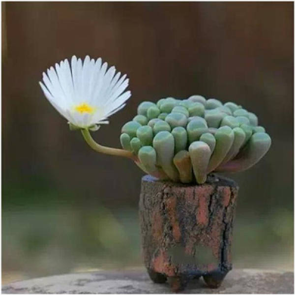 Why do the flowers you buy become smaller and smaller?