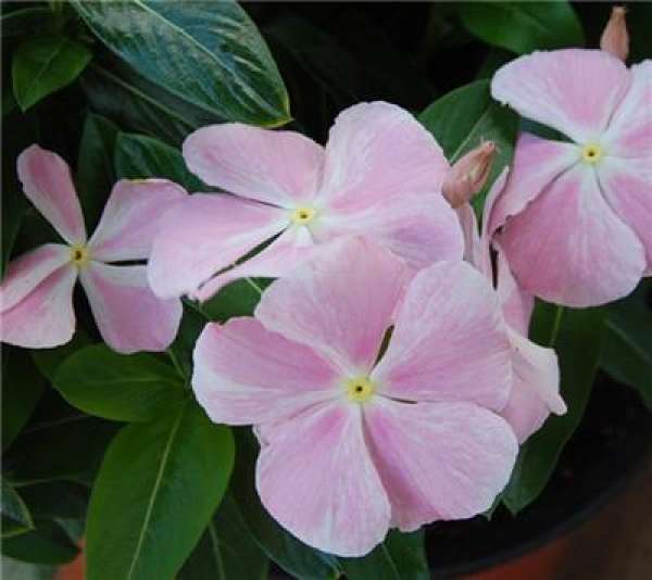 Timely replacement of pot soil