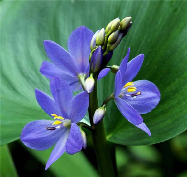 Matters needing attention in cultivation of Monochoria korsakowii