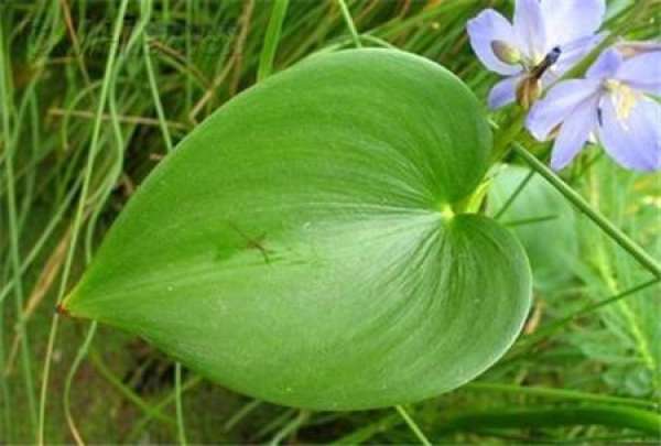 Sowing and Propagation of Monochoria korsakowii