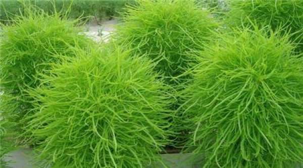Matters needing attention in Kochia scoparia cultivation