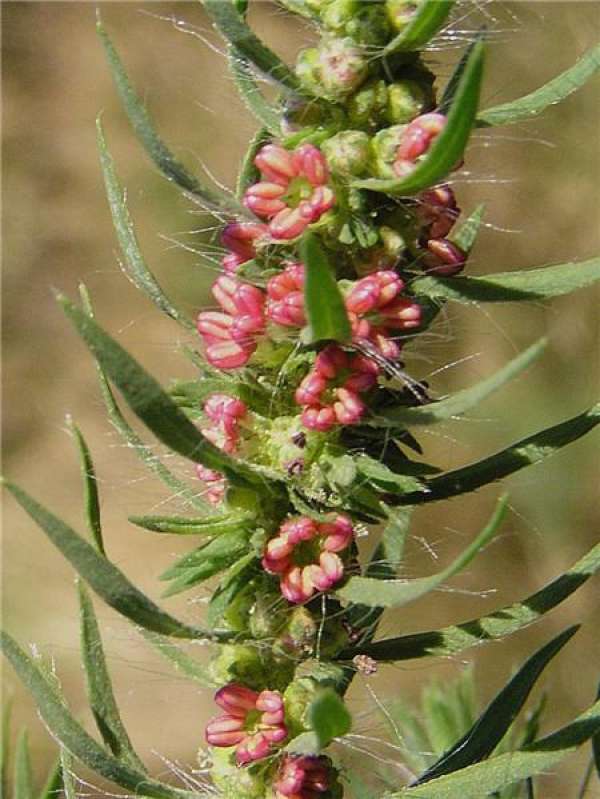 Does Kochia scoparia bloom?