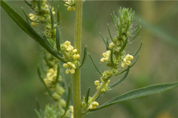 Does Kochia scoparia bloom?