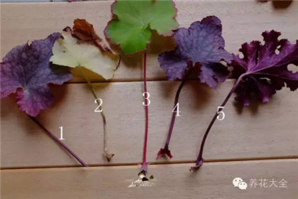Selection of leaves