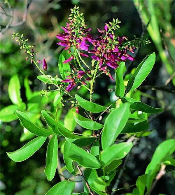 Ornamental Function of Spatholobus suberectus Ornamental Function of Spatholobus suberectus