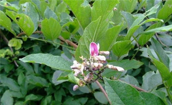 Ornamental Function of Spatholobus suberectus Ornamental Function of Spatholobus suberectus