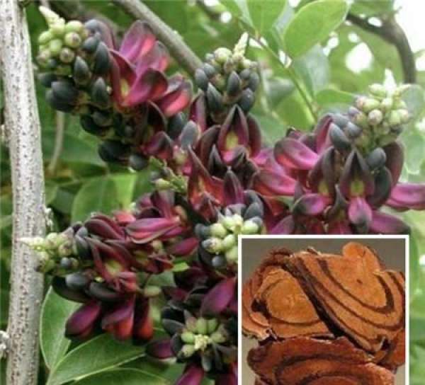 Medicinal Function of Caulis Spatholobi Medicinal Function of Caulis Spatholobi