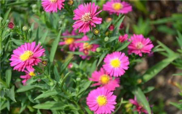 Method for culturing Dutch chrysanthemum