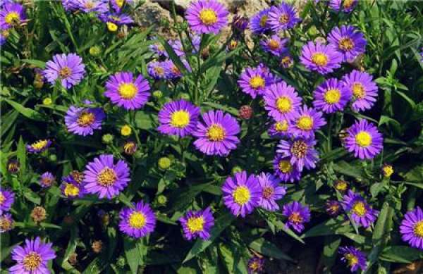 Matters needing attention in the cultivation of Dutch chrysanthemum