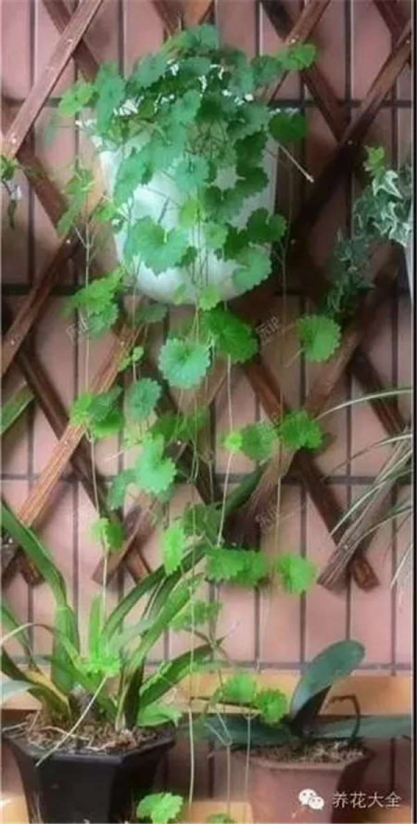 Mentha arvensis