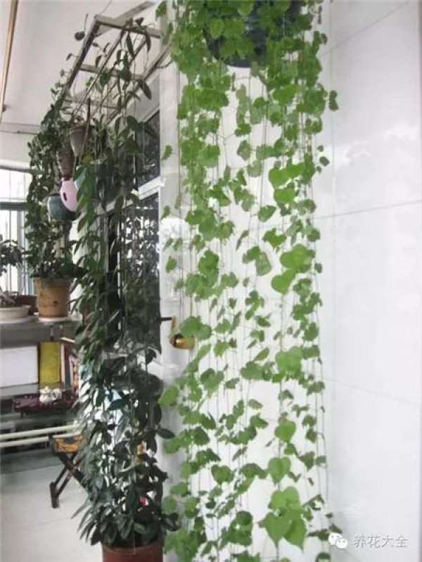 Mentha arvensis