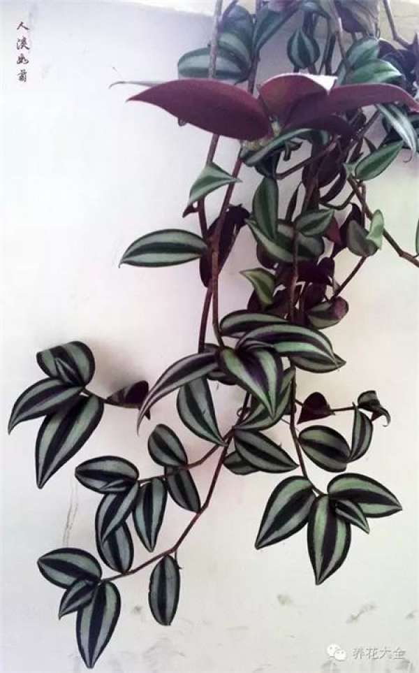 Mentha arvensis