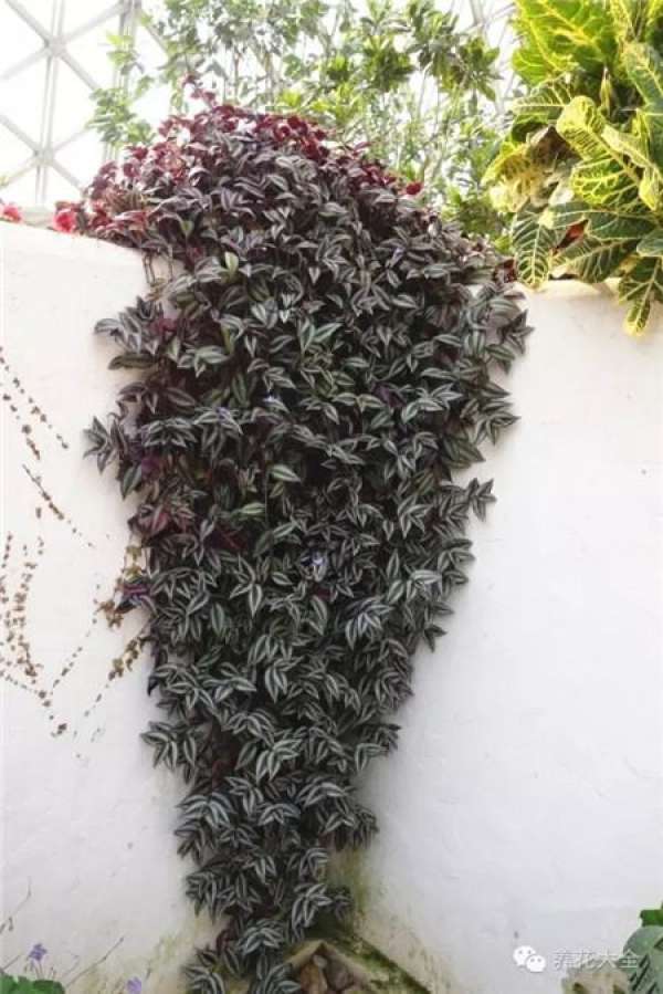 Mentha arvensis