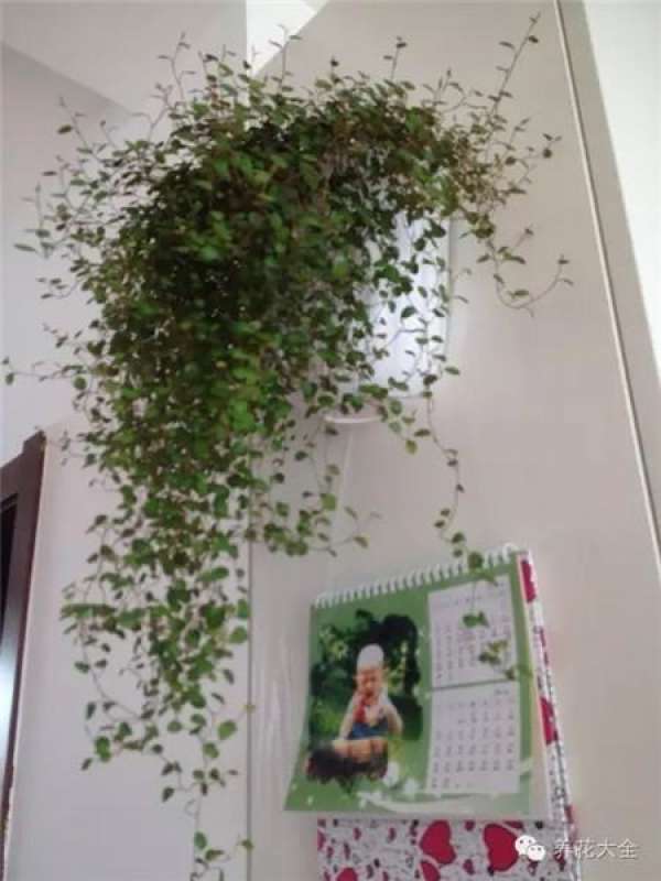 Mentha arvensis