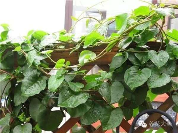 Mentha arvensis