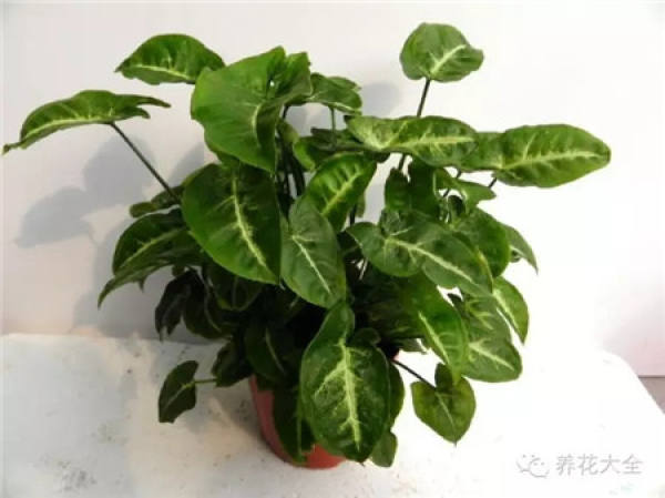 Mentha arvensis
