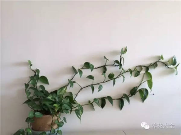 Scindapsus scindapsus