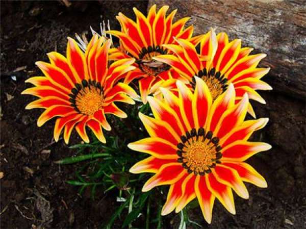 Flowering period of medal flower
