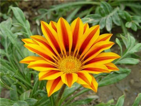 Enjoy the picture of the medal flower