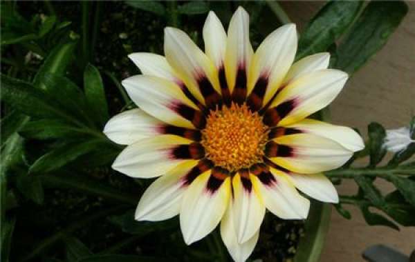 Enjoy the picture of the medal flower