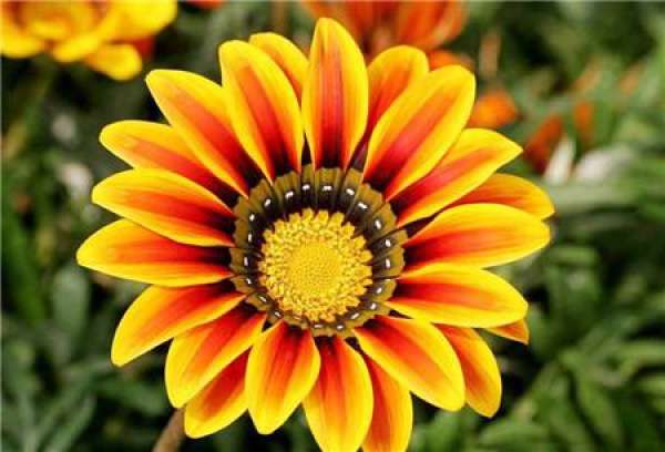 Enjoy the picture of the medal flower