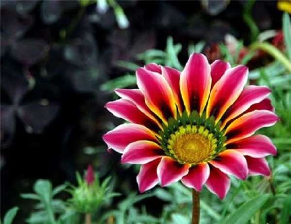 appreciation of medal flower pictures