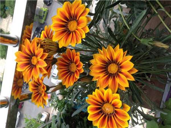 appreciation of medal flower pictures