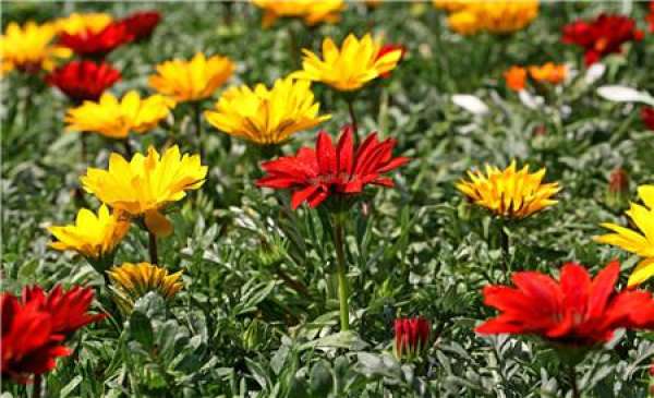 Medal Flower Beauty Picture