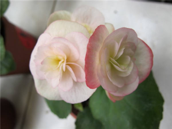 When does Rieger Begonia bloom?