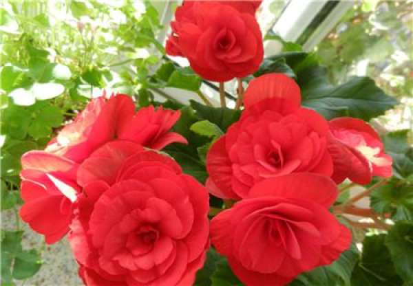 When does Rieger Begonia bloom?